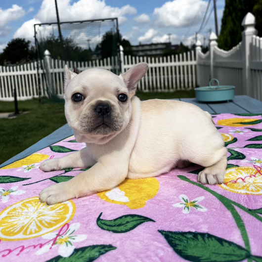 250712CRM-01Wアメリカ系コロコロボディーのフレンチブルドッグのクリーム男の子です。-2