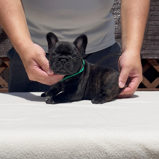 250701BRM-01可愛いお顔でコロコロボディーのフレンチブルドッグのブリンドル男の子です。-3