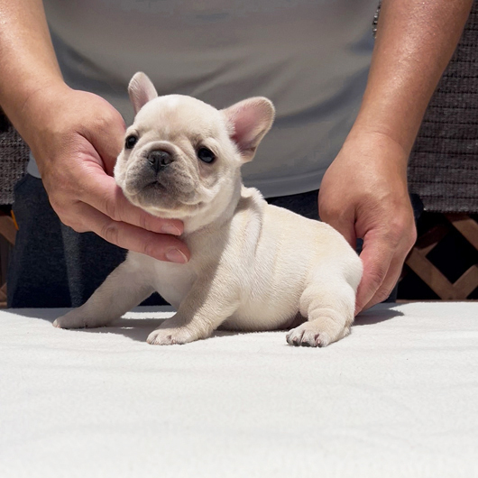 250701CRF-01アメリカ系コロコロボディーのフレンチブルドッグのクリーム女の子です。-2