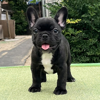 子犬 | ZAIHOO｜フレンチブルドッグ子犬販売・ウェア販売
