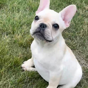 若犬販売でクリーム男の子を値段更新して紹介！