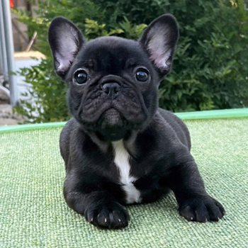 子犬販売で新しいブリンドル姉妹の写真を紹介！
