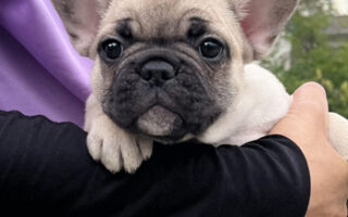 Image is not available