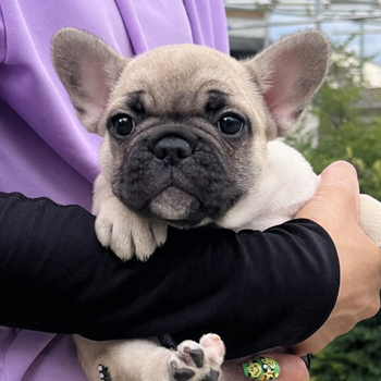 仔犬様ご確認ページ ペキチワ(チワワ×ペキニーズ)【栃木県・男の子・2025年5月14日