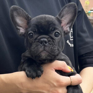 子犬販売で新しいブリンドル姉妹の写真を紹介！