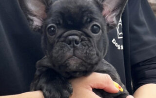 Image is not available