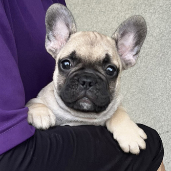 子犬販売で新しいフォーン・ブリンドル兄弟の写真を紹介！