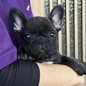 若犬販売でブリンドル男の子の写真を紹介！