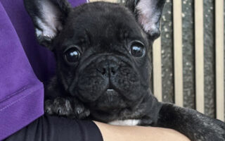 Image is not available