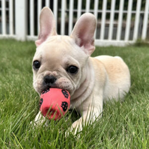 子犬販売でクリーム男の子の値段を更新！
