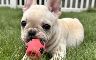 Image is not available