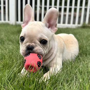 子犬販売でクリーム男の子の写真を更新！
