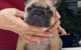 Image is not available