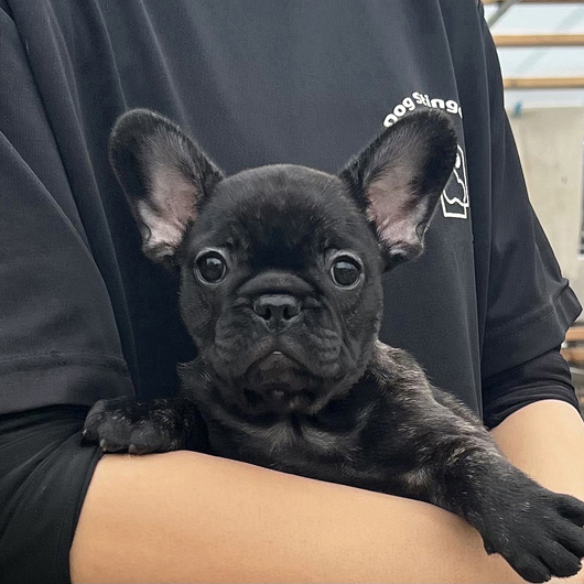 250730BRF-03W可愛いお顔で構成バランスの綺麗なフレンチブルドッグのブリンドル女の子です-1