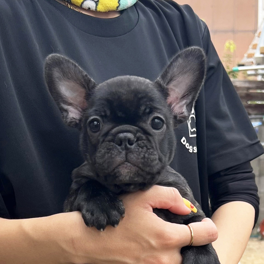 250730BRF-001W可愛いお顔で構成バランスの綺麗なフレンチブルドッグのブリンドル女の子です。-1