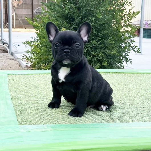 250713BRF-03W可愛いお顔でコロコロボディーのフレンチブルドッグのブリンドル女の子です。-1