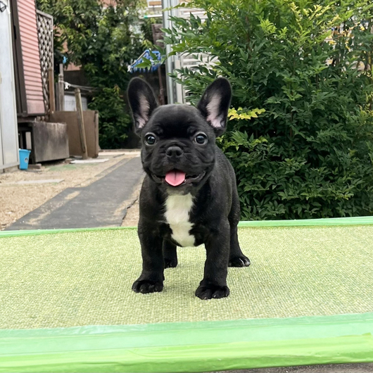 250722BRM-01W可愛いお顔でコロコロボディーのフレンチブルドッグのブリンドル男の子です。-1