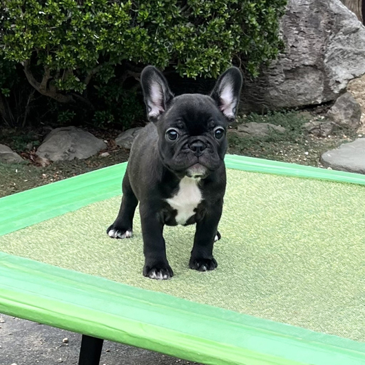 250722BRF-01W可愛いお顔でコロコロボディーのフレンチブルドッグのブリンドル女の子です。-2