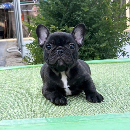 250713BRF-01W可愛いお顔でコロコロボディーのフレンチブルドッグのブリンドル女の子です。-1