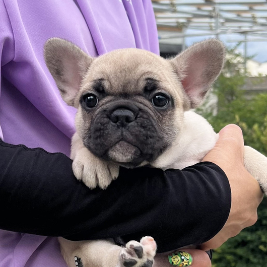250722FWF-01W可愛いお顔でコロコロボディーのフレンチブルドッグのフォーン女の子です。-1