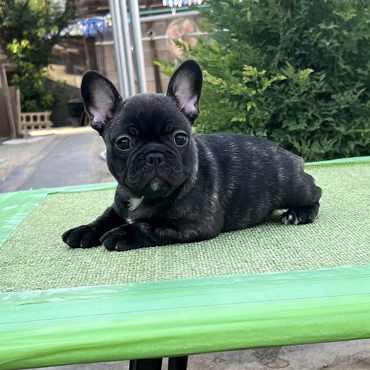 250713BRF-02W可愛いお顔でコロコロボディーのフレンチブルドッグのブリンドル女の子です。-2