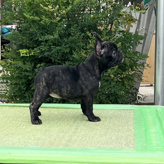 250730BRF-001W可愛いお顔で構成バランスの綺麗なフレンチブルドッグのブリンドル女の子です。-2