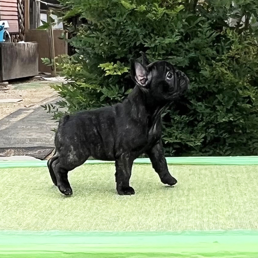 250730BRF-03W可愛いお顔で構成バランスの綺麗なフレンチブルドッグのブリンドル女の子です-2