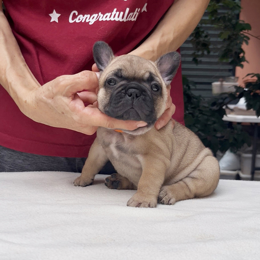 250820FWF-02可愛いお顔でコロコロボディーのフレンチブルドッグのフォーン女の子です。-2