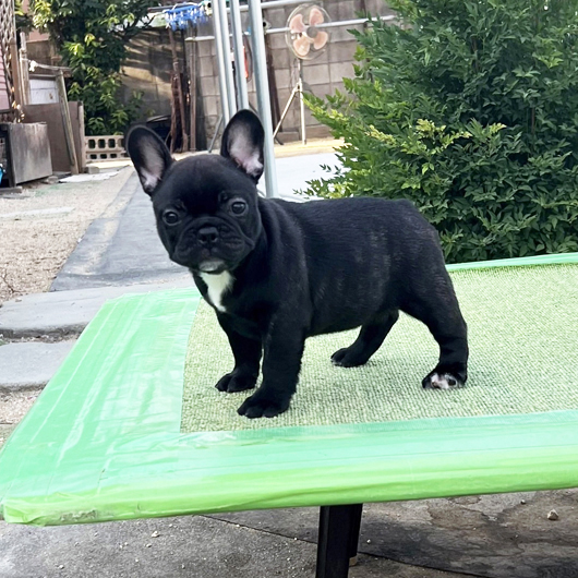 250713BRF-03W可愛いお顔でコロコロボディーのフレンチブルドッグのブリンドル女の子です。-2