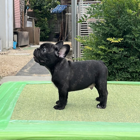 250722BRM-01W可愛いお顔でコロコロボディーのフレンチブルドッグのブリンドル男の子です。-2