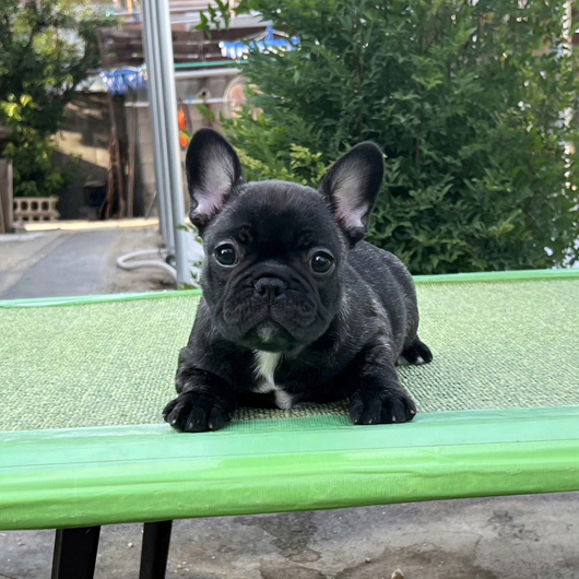 250713BRF-02W可愛いお顔でコロコロボディーのフレンチブルドッグのブリンドル女の子です。-1