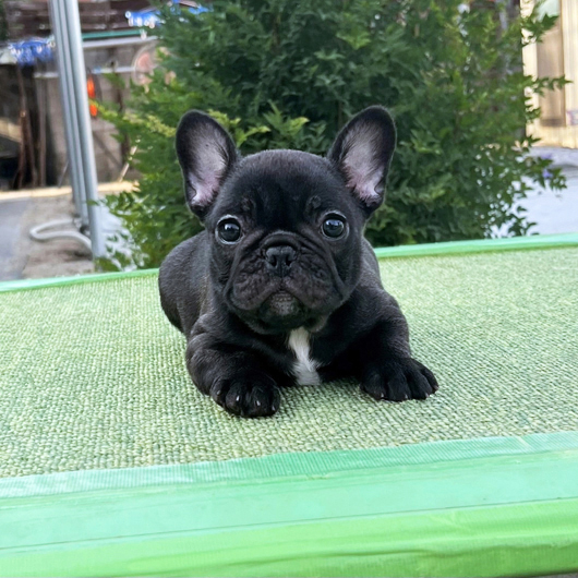 250713BRF-01W可愛いお顔でコロコロボディーのフレンチブルドッグのブリンドル女の子です。-2