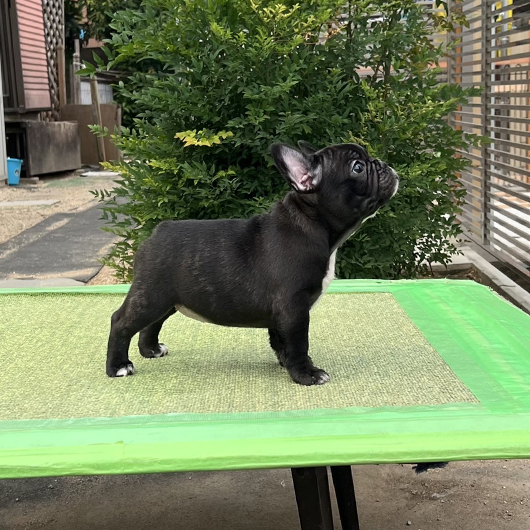 250722BRF-01W可愛いお顔でコロコロボディーのフレンチブルドッグのブリンドル女の子です。-3