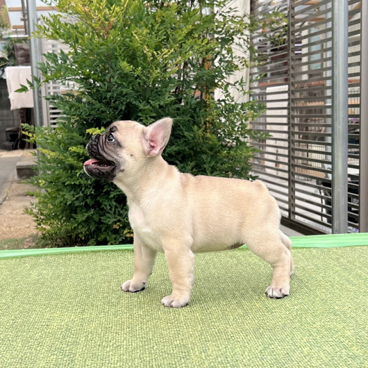 250722FWF-01W可愛いお顔でコロコロボディーのフレンチブルドッグのフォーン女の子です。-2
