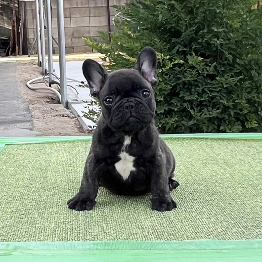 250709BRM-01W可愛いお顔でコロコロボディーのフレンチブルドッグのブリンドル男の子です。-2