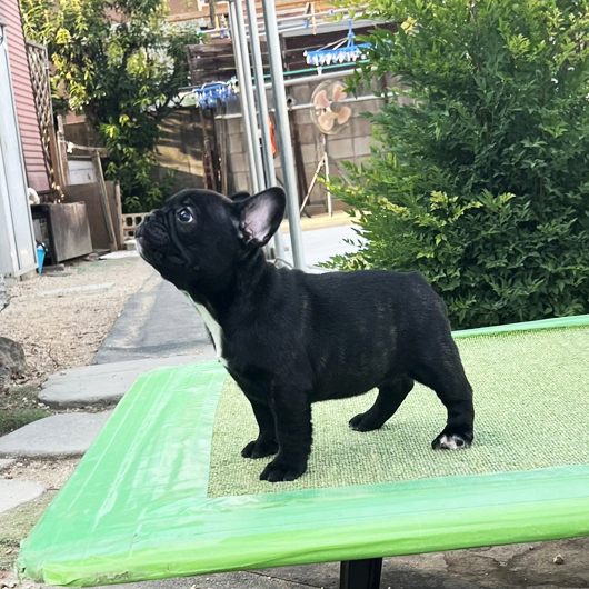 250713BRF-03W可愛いお顔でコロコロボディーのフレンチブルドッグのブリンドル女の子です。-3