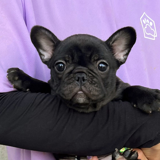 250713BRF-01W可愛いお顔でコロコロボディーのフレンチブルドッグのブリンドル女の子です。-3