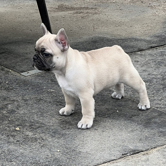 250722FWF-01W可愛いお顔でコロコロボディーのフレンチブルドッグのフォーン女の子です。-3