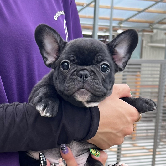 250722BRF-01W可愛いお顔でコロコロボディーのフレンチブルドッグのブリンドル女の子です。-1