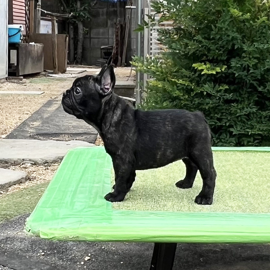 250730BRF-03W可愛いお顔で構成バランスの綺麗なフレンチブルドッグのブリンドル女の子です-3