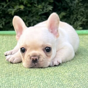 子犬販売で新しいクリーム姉妹の写真を紹介！