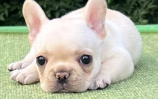 Image is not available