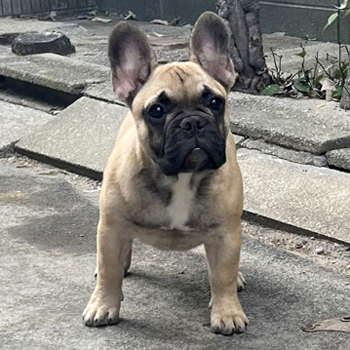 若犬販売でフォーン男の子の写真を紹介！