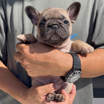 子犬販売で新しいフォーン男の子の写真を紹介！