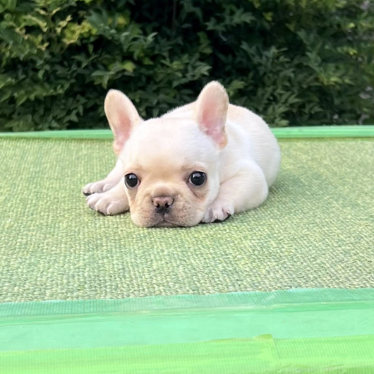 250829CRF-03アメリカ系コロコロボディーのフレンチブルドッグのクリーム女の子です。-1