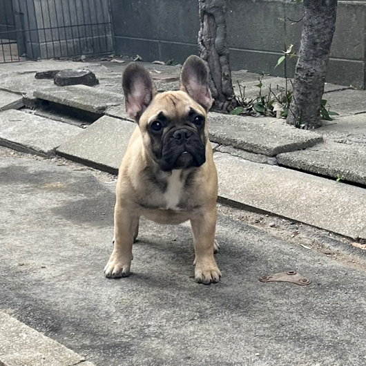 250709FWM-01W可愛いお顔でコロコロボディーのフレンチブルドッグのフォーン男の子です。-1