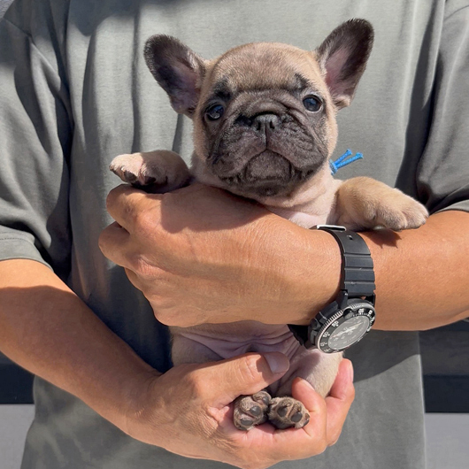 250831FWM-01可愛いお顔でコロコロボディーのフレンチブルドッグのフォーン男の子です。-1