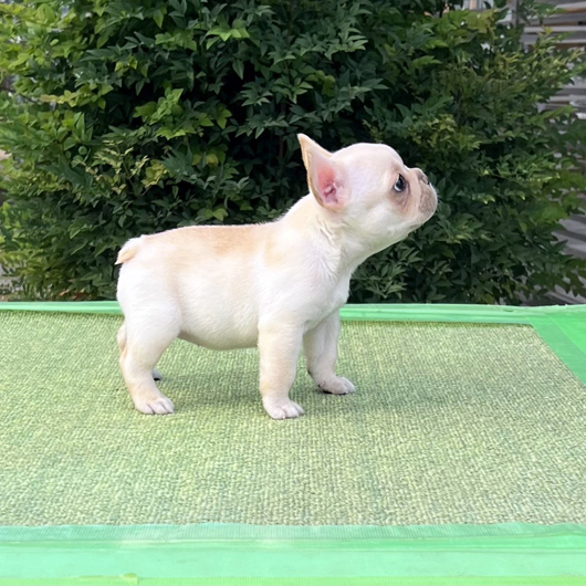 250829CRF-03アメリカ系コロコロボディーのフレンチブルドッグのクリーム女の子です。-2