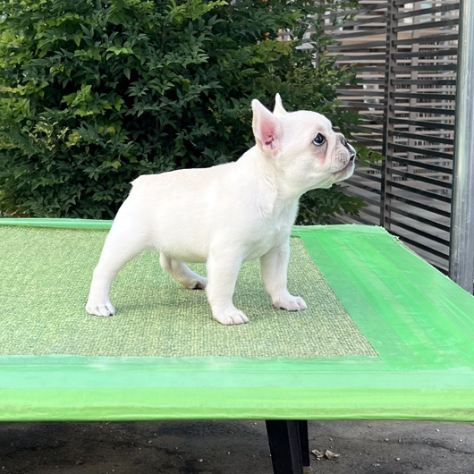 250829CRF-01アメリカ系コロコロボディーのフレンチブルドッグの