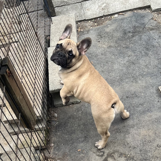 250709FWM-01W可愛いお顔でコロコロボディーのフレンチブルドッグのフォーン男の子です。-2